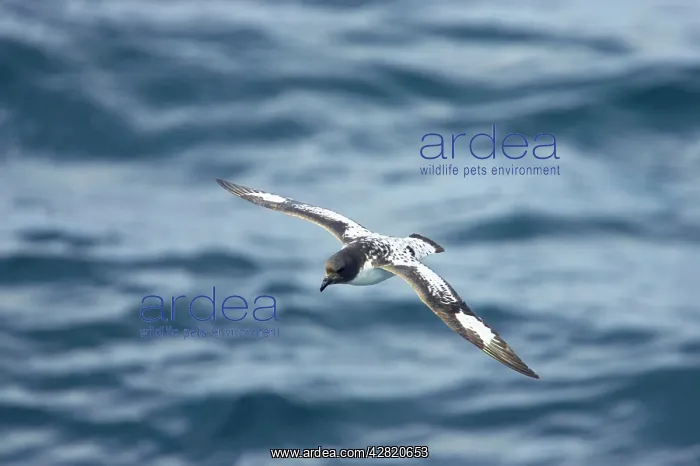 : Pintado or Cape Petrel - In flight over sea : Pintado or Cape Petrel - In flight over sea