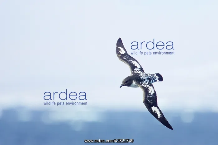 : Pintado or Cape Petrel - In flight over sea : Pintado or Cape Petrel - In flight over sea