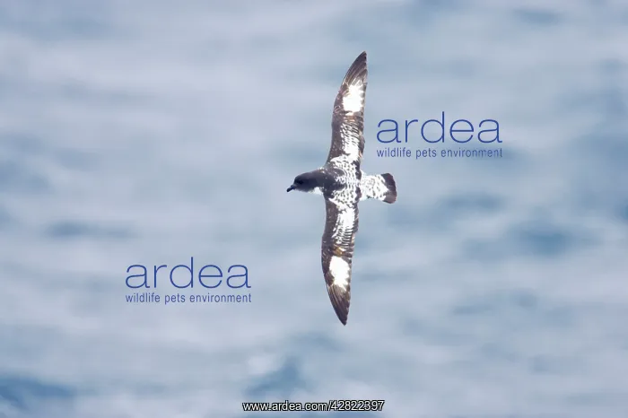 : Pintado or Cape Petrel - In flight over sea : Pintado or Cape Petrel - In flight over sea