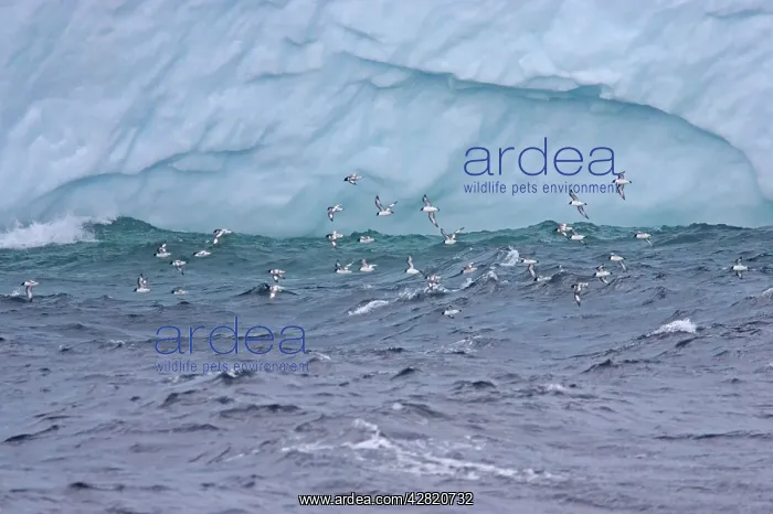 : Pintado or Cape Petrel - Flock in flight near iceberg : Pintado or Cape Petrel - Flock in flight near iceberg
