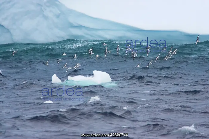 : Pintado or Cape Petrel - Flock in flight near iceberg : Pintado or Cape Petrel - Flock in flight near iceberg