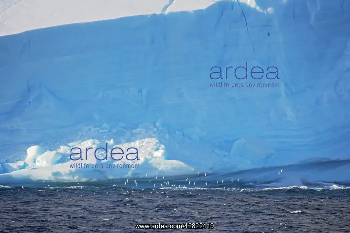 : Pintado or Cape Petrel - Flock in flight near iceberg : Pintado or Cape Petrel - Flock in flight near iceberg