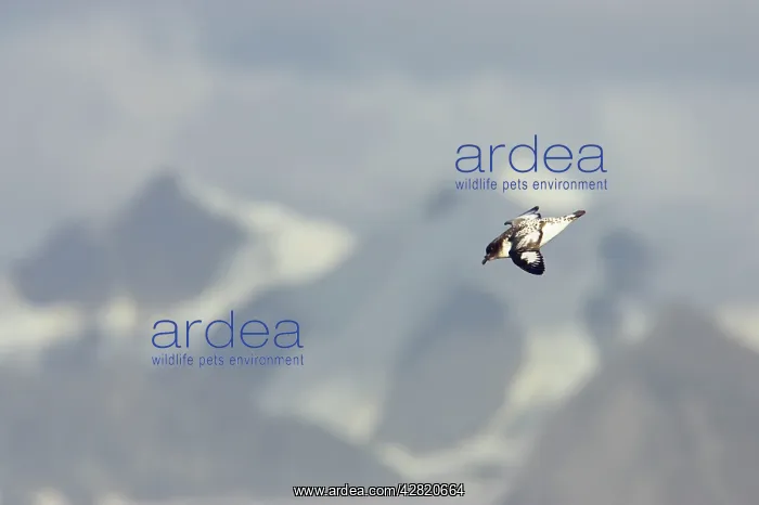 : Pintado or Cape Petrel - With Mountains in background : Pintado or Cape Petrel - With Mountains in background