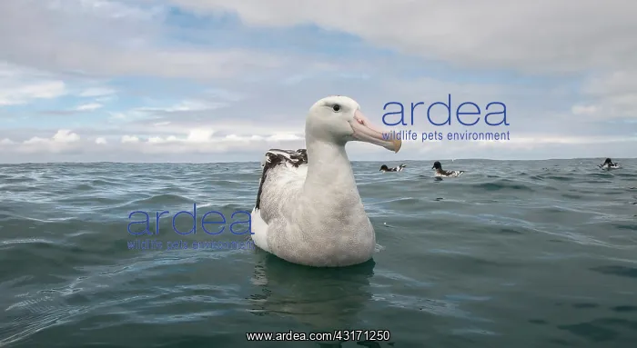 : Pintado Petrel : Pintado Petrel