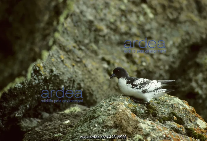 : Pintado Petrel - Deception Island : Pintado Petrel - Deception Island
