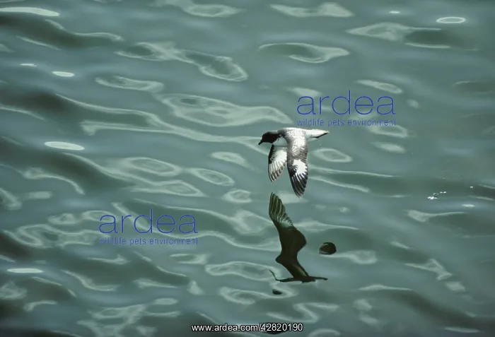 : Pintado Petrel - In Flight over Sea : Pintado Petrel - In Flight over Sea