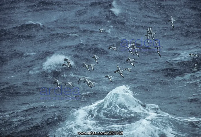 : Pintado Petrel - Flock in Snowstorm, at sea : Pintado Petrel - Flock in Snowstorm, at sea