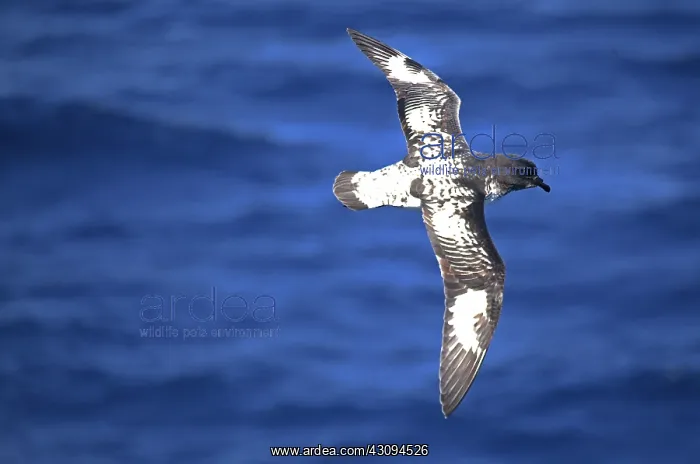 : Pintado Petrels : Pintado Petrels