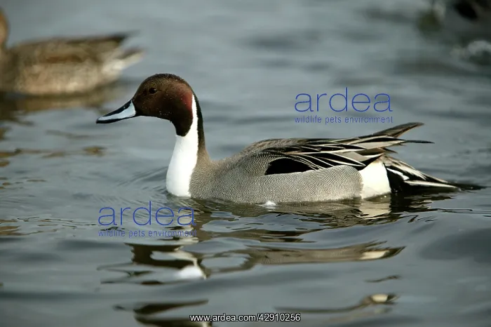  : Pintail (Anas acuta)