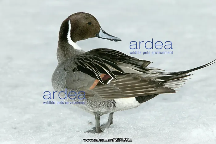  : Pintail (Anas acuta)
