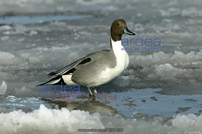  : Pintail (Anas acuta)