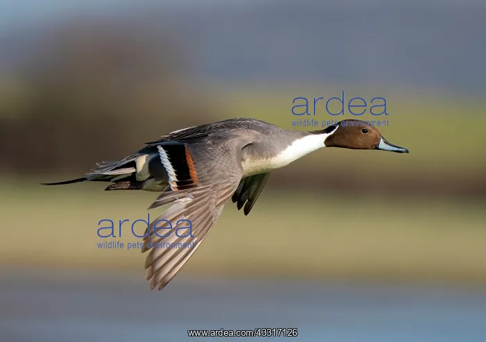 : Pintail (Anas acuta) in flight, England : Pintail (Anas acuta) in flight, England