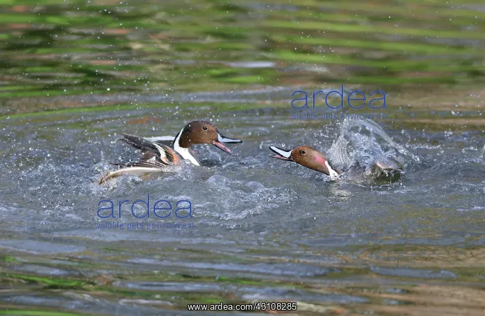 : Pintail (Anas acuta) territorial fights between : Pintail (Anas acuta) territorial fights between