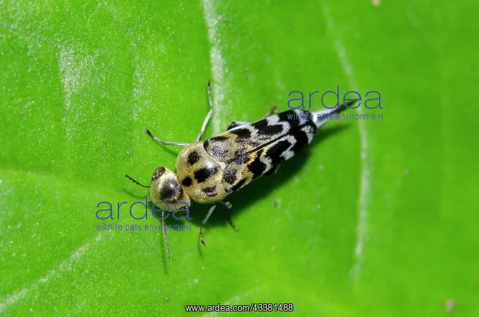 : Pintail Beetle : Pintail Beetle