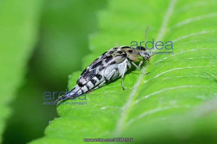 : Pintail Beetle : Pintail Beetle