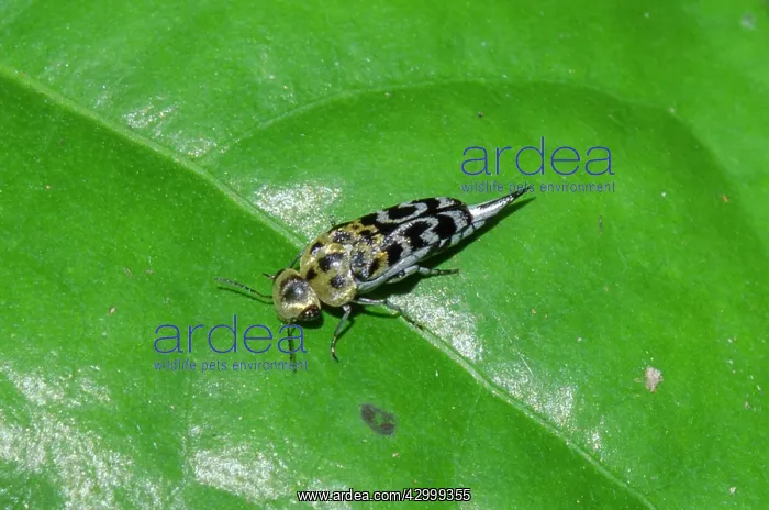  : Pintail Beetle - on leaf - Klungkung, Bali, Indonesia