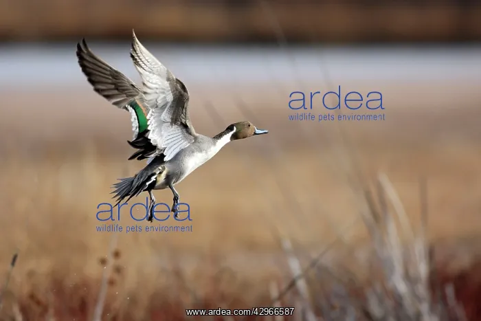 : Pintail - Bosque del Apache National Wildlife Refuge : Pintail - Bosque del Apache National Wildlife Refuge