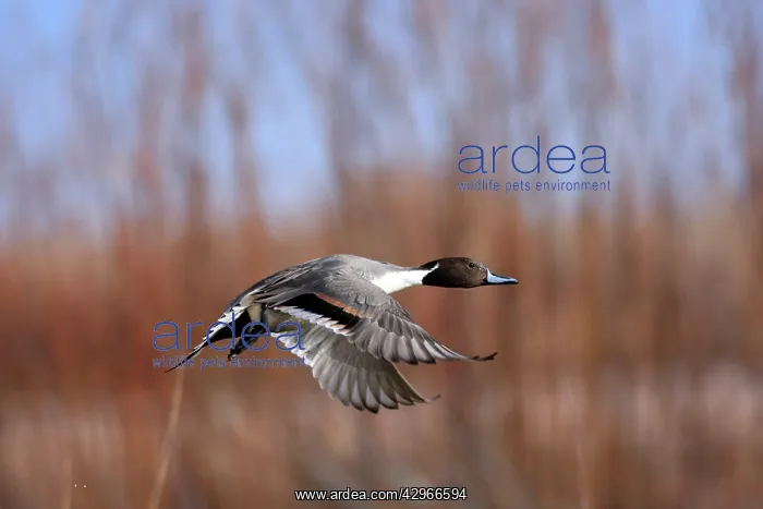 : Pintail - Bosque del Apache National Wildlife Refuge : Pintail - Bosque del Apache National Wildlife Refuge