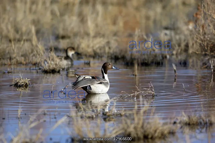 : Pintail - Bosque del Apache National Wildlife Refuge : Pintail - Bosque del Apache National Wildlife Refuge