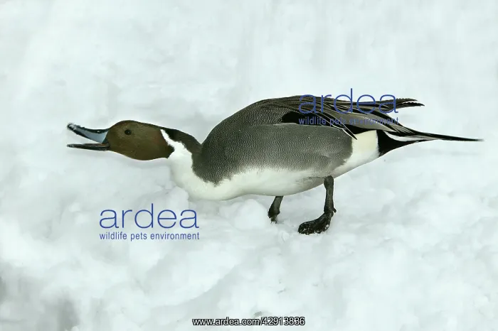  : Pintail - calling