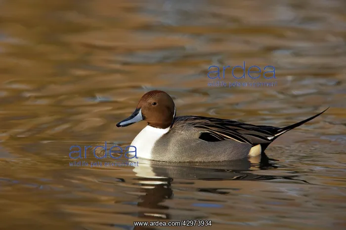 : Pintail Drake : Pintail Drake