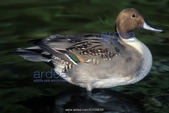 : Pintail Drake : Pintail Drake