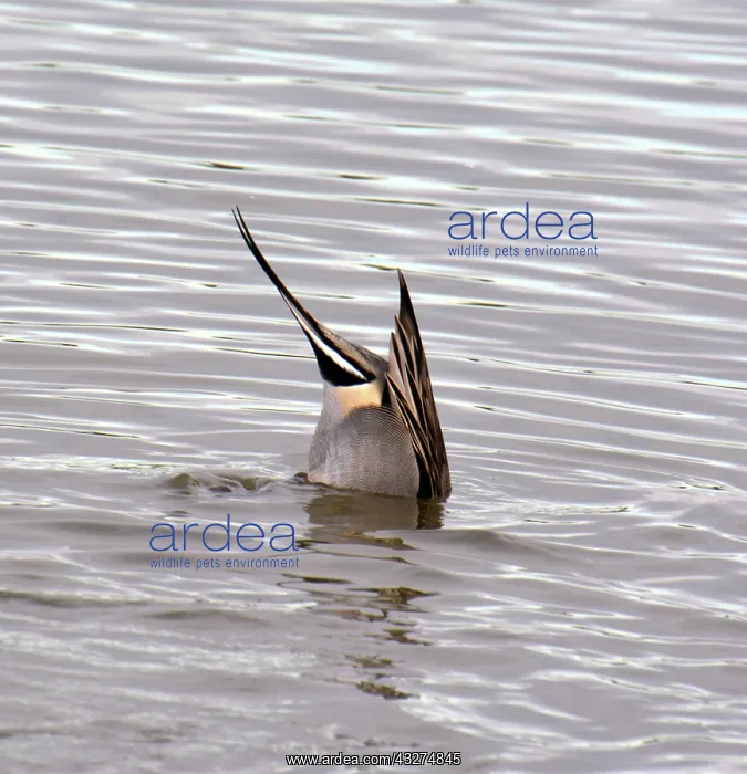 : Pintail, drake upending to seek food : Pintail, drake upending to seek food