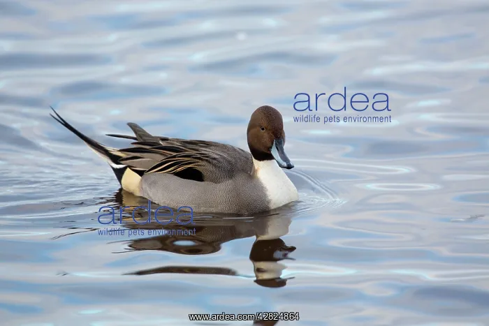 : Pintail - drake in winter : Pintail - drake in winter