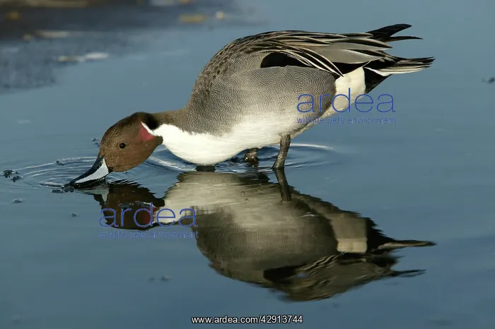 : Pintail - drinking : Pintail - drinking
