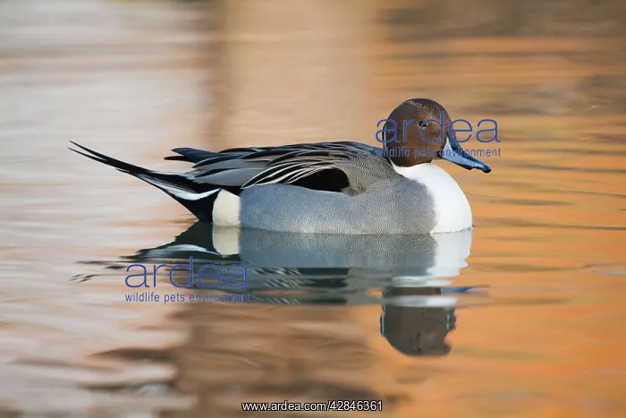  : Pintail duck