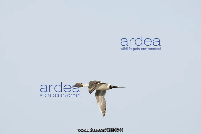 : Pintail Duck : Pintail Duck