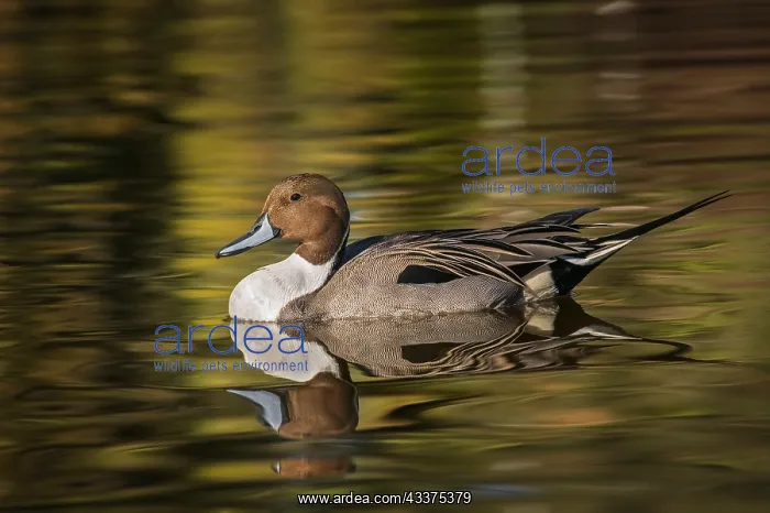 : Pintail duck : Pintail duck