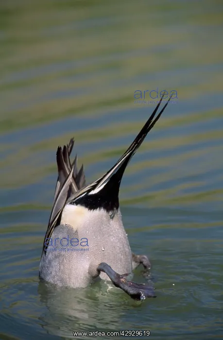 : Pintail Duck - diving male : Pintail Duck - diving male