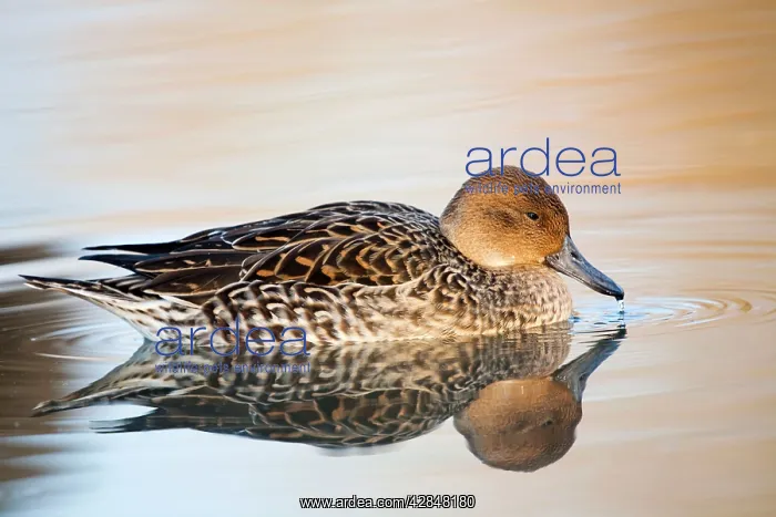 : Pintail duck - female : Pintail duck - female