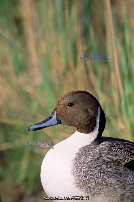  : PINTAIL DUCK - male, portrait