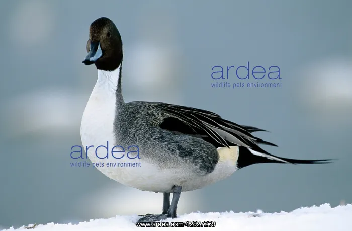 : PINTAIL DUCK - STANDING ON SNOW : PINTAIL DUCK - STANDING ON SNOW