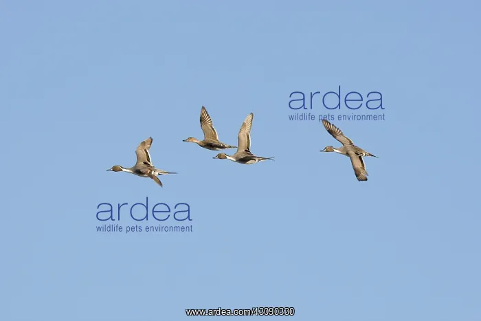 : Pintail Ducks : Pintail Ducks