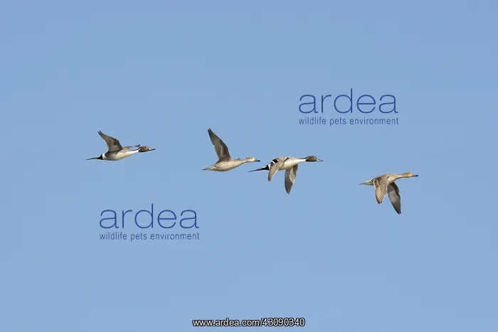 : Pintail Ducks : Pintail Ducks