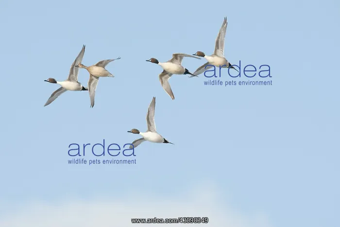 : Pintail Ducks : Pintail Ducks