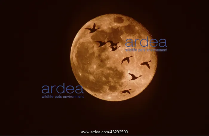 : PINTAIL DUCKS - Flock In Silhouette, Flying Across : PINTAIL DUCKS - Flock In Silhouette, Flying Across