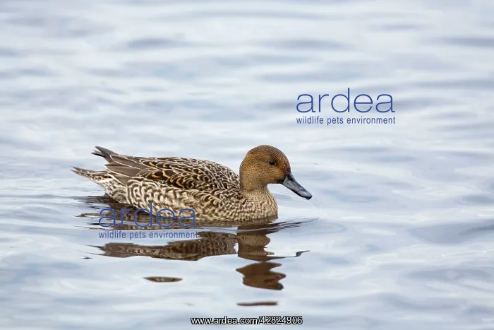 : Pintail - female in winter : Pintail - female in winter