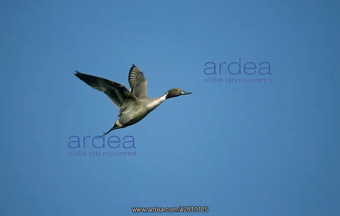 : Pintail - in flight : Pintail - in flight