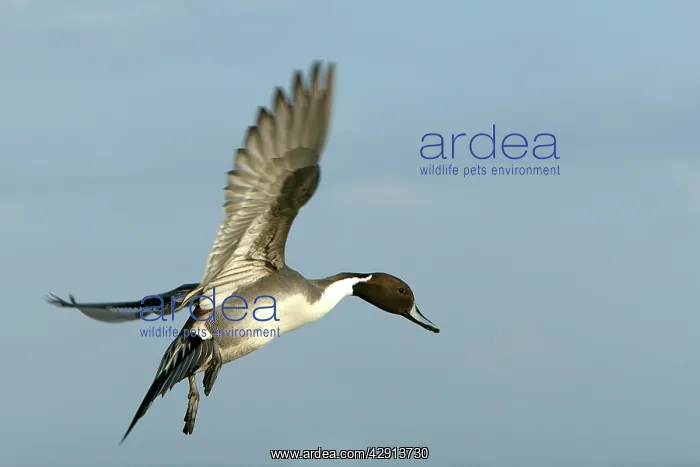  : Pintail - in flight