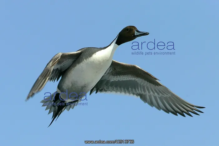 : Pintail - in flight