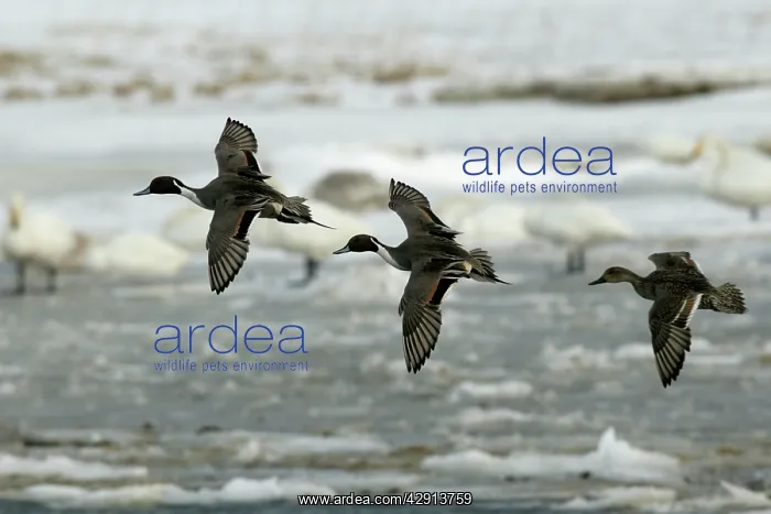 : Pintail - three in flight : Pintail - three in flight