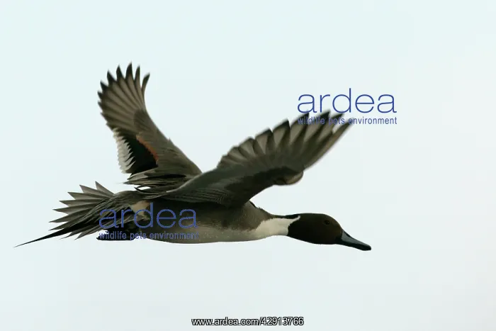 : Pintail - in flight