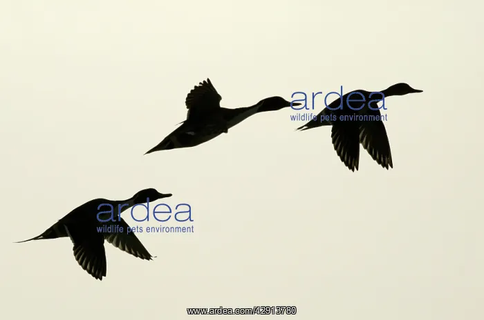 : Pintail - three in flight : Pintail - three in flight