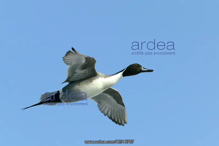  : Pintail - in flight
