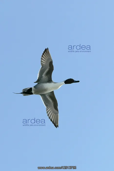  : Pintail - in flight