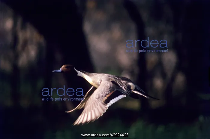 : Pintail - in flight : Pintail - in flight